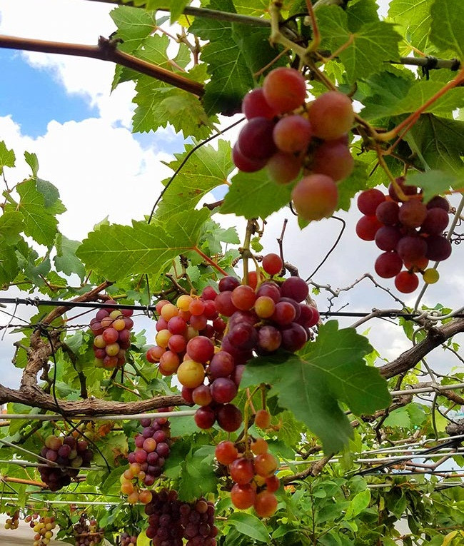 Anh Hùng bắt đầu trồng nho vào khoảng cuối tháng 8 đầu tháng 9 năm 2013. Phải mất 2 năm cây nho mới phát triển cứng cáp và đến năm thứ 3 thì bắt đầu cho nhiều trái. Ảnh: Dân Việt.