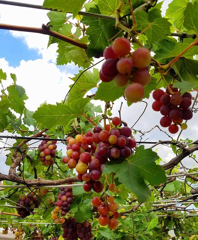 Anh Ngô Nguyễn Đình Hùng (sinh năm 1984, Bình Thạnh, TP HCM) cũng sở hữu một giàn nho chín mọng trên sân thượng. Ảnh: Dân Việt.