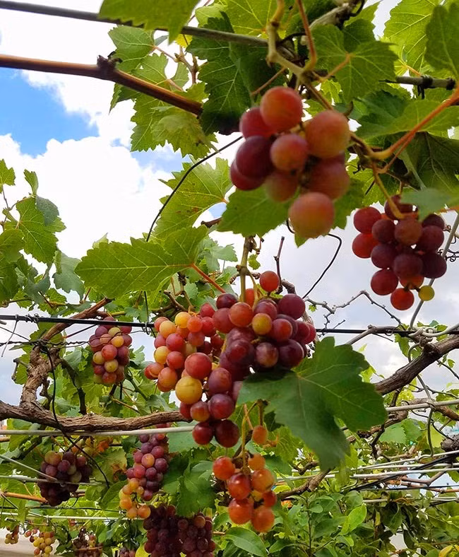 Anh Ngô Nguyễn Đình Hùng (sinh năm 1984, Bình Thạnh, TP HCM) cũng sở hữu một giàn nho chín mọng trên sân thượng. Ảnh: Dân Việt.