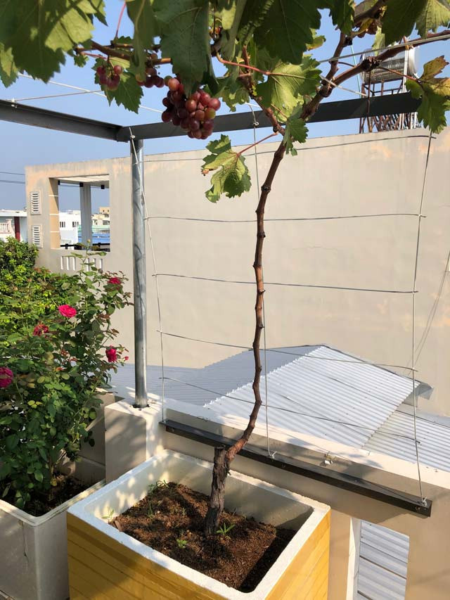 Dọc 2 bờ tường trên sân thượng. chị Nga sử dụng thùng xốp để trồng rồi bỏ đất, phân...Ảnh: Dân Việt.