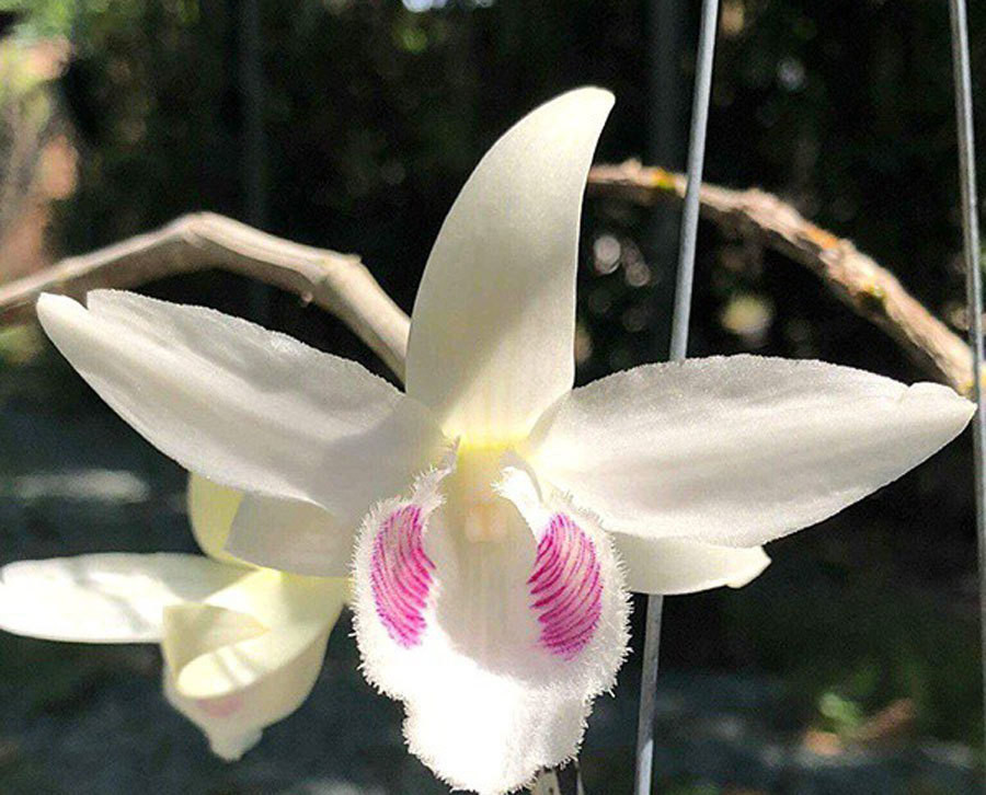 Nghi van cu lua ngoan muc tu gio lan phi diep tien ty chan dong