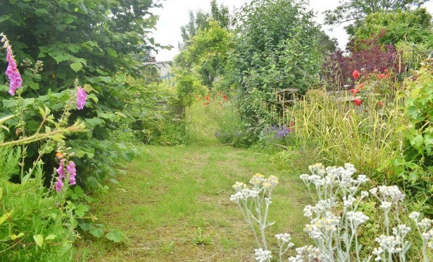 Khu vườn trồng nhiều hoa dại với đủ màu sắc. Nguồn ảnh: Thesun.