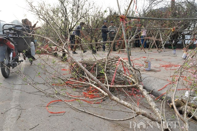 Đào bị vứt đống vì hoa đã tàn hết.