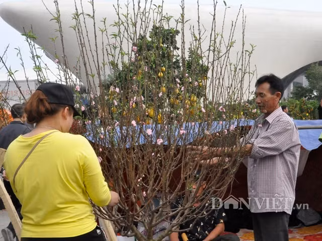 Anh Trần Văn Lê cho biết: "Tôi bán cành đào 600.000 đồng, rẻ như bèo nhưng vẫn bị khách ép giá. Tính ra tiền bãi, tiền xe, người trồng đào chúng tôi lãi chưa đến 50.000 đồng."