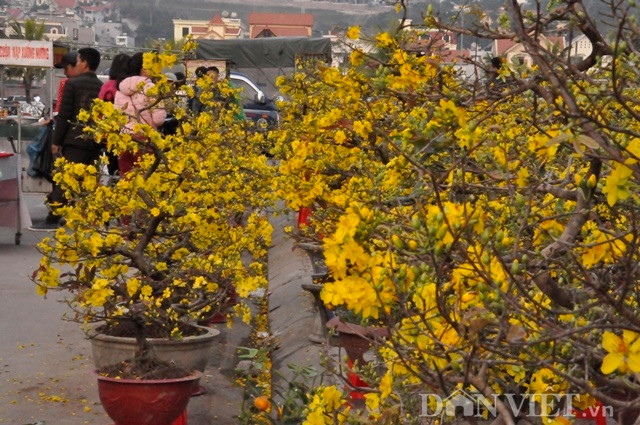 Mai nở vàng rực như màu nắng.