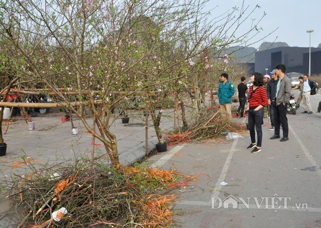 Ngayf 28 tháng Chạp, nhiều cây mai đã bung nở vàng rực, gần như không còn nụ, người bán phải vặt bỏ cánh hoa bị dập nát. Thậm chí, ngay từ 26 tháng Chạp, dù đào rừng được thu mua từ tận Mộc Châu, nhưng nhiều người buôn đào vẫn phải chặt bỏ bởi đào héo rũ rượi.