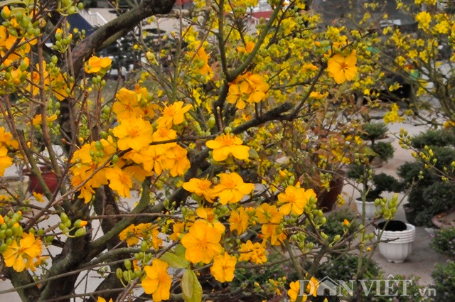 Dù năm nay mai có giá "mềm" hơn, nhưng nhiều người vẫn lưỡng lự vì hoa bung nở, ít nụ.