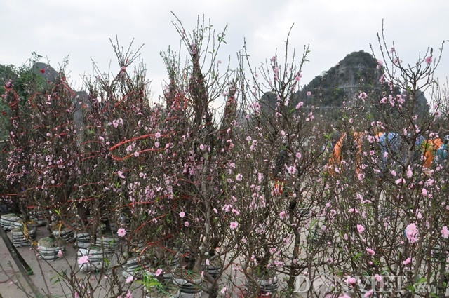 Tuy nhiên, nắng vàng rực kéo dài giữa mùa đông khiến mai nở vàng rực, đào phớt hồng rực rỡ. Thậm chí, nhiều cây đều không còn nụ, hoa đã tàn xen cùng với hoa đang nở, cây trở nên rũ rượi khiến người bán đứng ngồi không yên. Đó là hình ảnh PV Dân Việt ghi lại được tại Hội chợ hoa Xuân 2019 diễn ra tại Sân triển lãm ngoài trời - Cung Quy hoạch, hội chợ và triển lãm tỉnh Quảng Ninh (TP Hạ Long, Quảng Ninh).