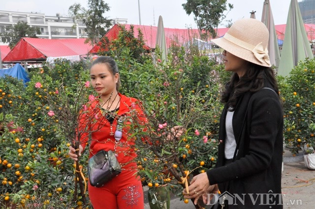 Nhiều người bán đào phải chặt và bó những cành còn đẹp, bán với giá 150.000 đồng/bó.