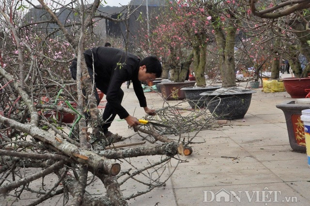 Nhiều người bán đào đã phải chặt bỏ vì đào héo rũ.