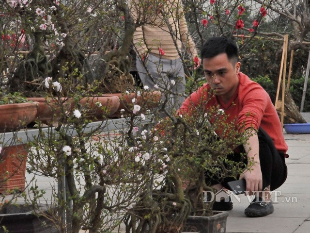 Người bán tuyết mai "phát sầu" vì cây héo rũ.