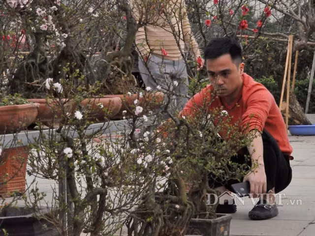 Người bán tuyết mai "phát sầu" vì cây héo rũ.