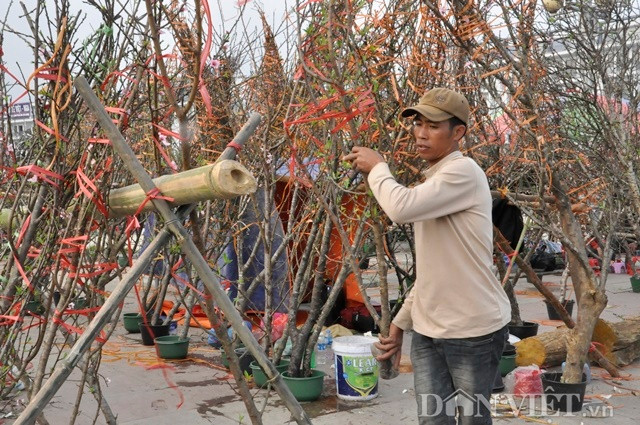 Anh Nguyễn Văn Chiến, người buôn đào Mộc Châu cho biết: Thời điểm này mọi năm, anh bán những cành đào này tại Hội chợ hoa Xuân với giá khoảng 1,5 triệu - 2 triệu đồng/cành, thậm chí nhiều cành đào thế đẹp có giá lên đến chục triệu đồng. Tuy nhiên, do đào nở hết, đào bắt đầu héo nên anh chỉ bán được với giá 400 - 500.000 đồng.