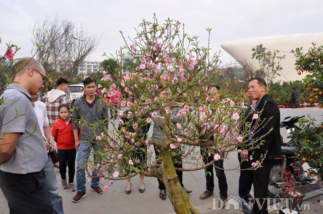 Cây đào bon sai, thế đẹp nhưng nhiều người chần chừ không mua vì hoa đào đã nở hết.