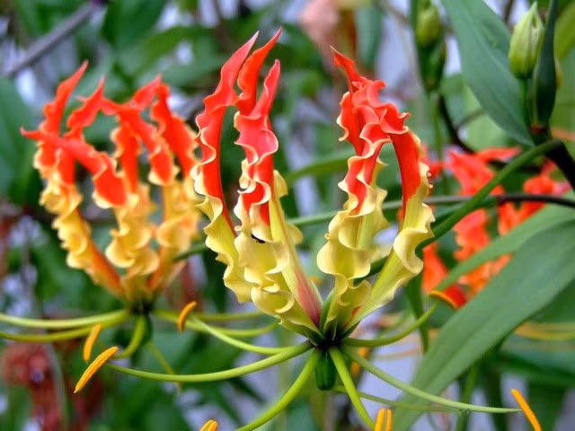 Hoa Gloriosa còn được gọi là “Lily lửa” bởi sắc đỏ rực rỡ. Loài hoa này chỉ mọc tự nhiên ở Nam Phi và châu Á, giá lên đến tiền triệu mỗi gốc. Nguồn ảnh: Serenataflowers.