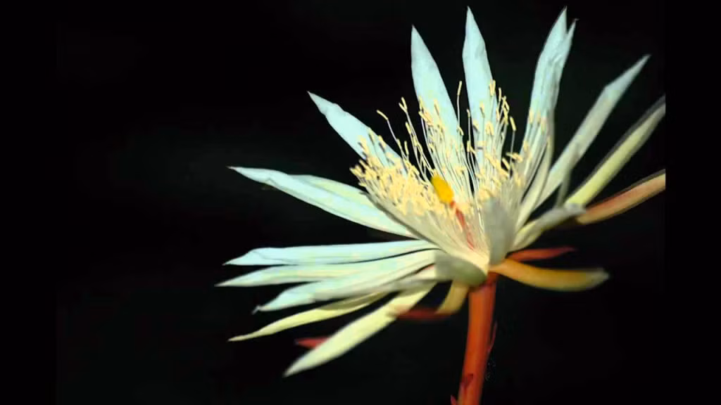 Top 8 loai hoa dat nhat hanh tinh, gia tram ty dong