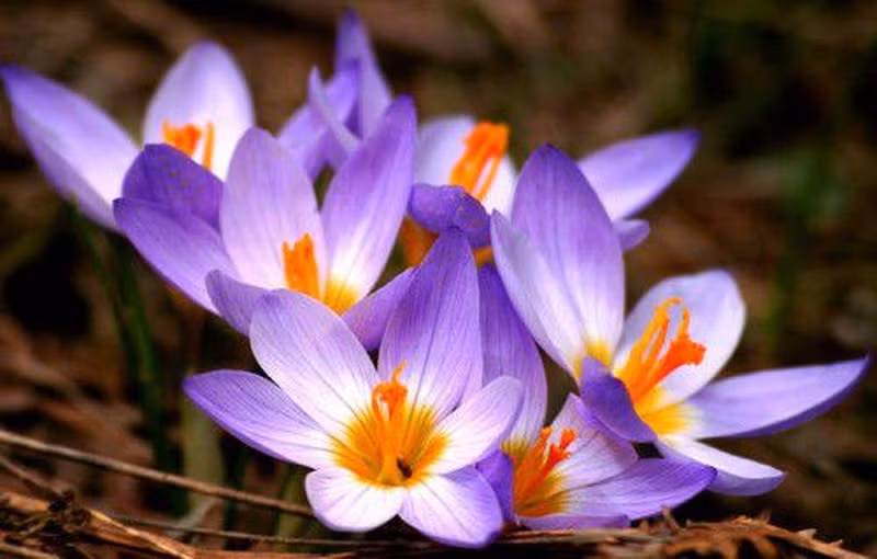  Hoa nghệ tây được bán với giá từ 1.200 – 1.500 USD/1 bông (khoảng 27,3 – 34,2 triệu đồng). Đáng chú ý, nhụy hoa nghệ tây cũng rất đắt đỏ, thường có giá 4 triệu đồng/lạng (40 triệu đồng/kg), hàng loại 1 (chưa phải hàng thượng hạng) thì giá trên 80 triệu đồng/kg.