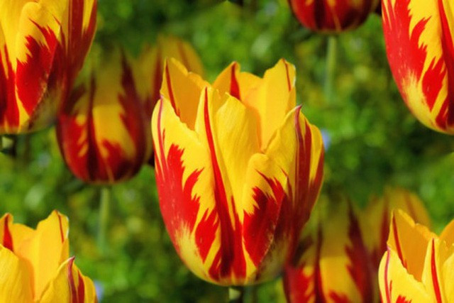 Để sở hữu bó hoa Tulip “thuần” có nguồn gốc từ thế kỷ 17, khách hàng phải bỏ ra khoảng 5.700 USD/bó.
