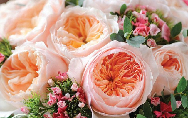 Phải mất tới 15 năm nghiên cứu, nhà tạo giống David Austin mới phát triển được loài hoa này.