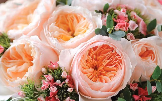 Phải mất tới 15 năm nghiên cứu, nhà tạo giống David Austin mới phát triển được loài hoa này.