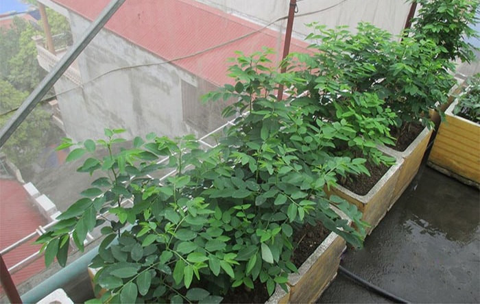 Rau ngót được trồng bằng giâm cành. Để được cành rau ngót xanh mướp cần đảm bảo đất luôn ẩm và chỗ không quá nắng nóng. Ảnh: Gingrausach.