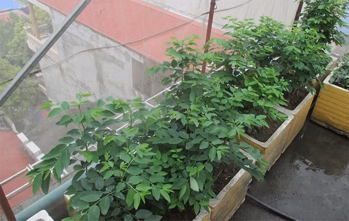 Rau ngót được trồng bằng giâm cành. Để được cành rau ngót xanh mướp cần đảm bảo đất luôn ẩm và chỗ không quá nắng nóng. Ảnh: Gingrausach.