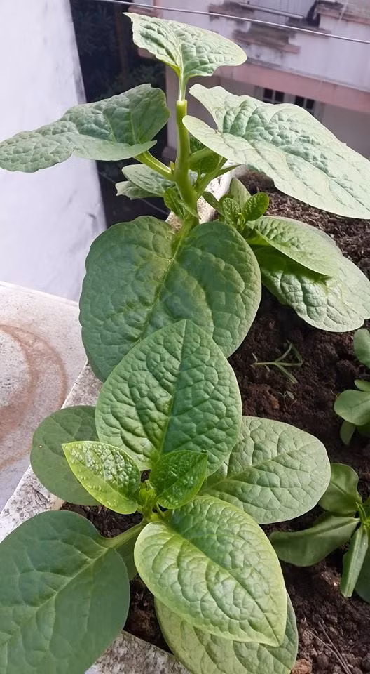 Hàng ngày tưới nước cho đất ẩm đến khi cây nảy mầm. Ảnh: Facebook.