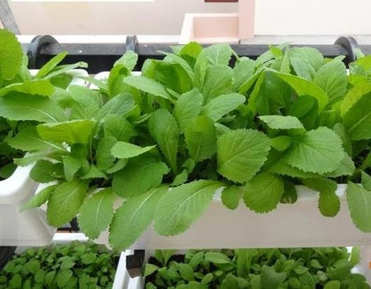 Nếu thích rau cải mơ, bạn cũng có thể trồng với cách thức gieo và chăm sóc tương tự cải ngọt. Ảnh: Giongrausach.