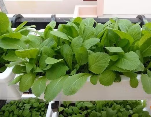 Nếu thích rau cải mơ, bạn cũng có thể trồng với cách thức gieo và chăm sóc tương tự cải ngọt. Ảnh: Giongrausach.