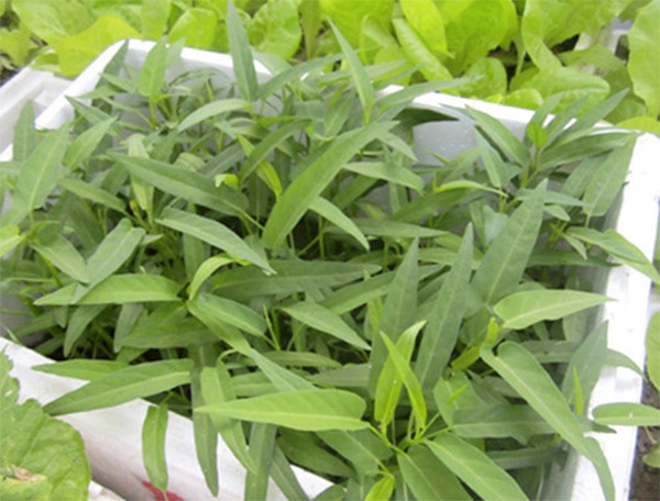 Tuy nhiên, lấy phần cuống để giâm vừa đỡ tốn công gieo hạt mà lại rất dễ làm. Hàng ngày chú ý tưới nước vừa đủ để không làm thối thân rau, cũng không tưới quá ít để rau dễ dàng ra rễ. Ảnh: Ameovat.