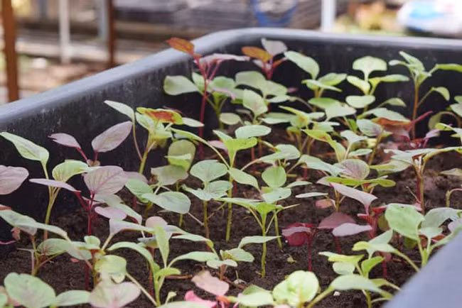 Sau khi cây ra 2 - 3 lá thì tiến hành tỉa bớt cây để khoảng cách giữa các cây là 3 - 4cm là tốt nhất. Ảnh: Youtube.