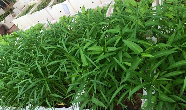 Rau muống dễ trồng và hoàn toàn có thể tự trồng trong thùng xốp tại nhà. Có thể trồng rau muống từ phần cuống rau hoặc mua hạt giống về gieo. Ảnh: Giongrausach.
