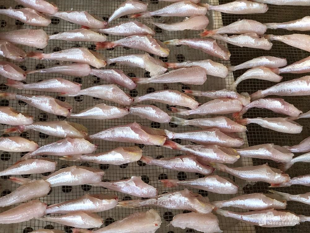 Tuy nhiên, theo Báo Nghệ An, cá đùi gà 1 nắng là sự sáng tạo của người dân vùng biển Nghệ An, trở thành đặc sản được nhiều người ưa thích. Ảnh: Baonghean.