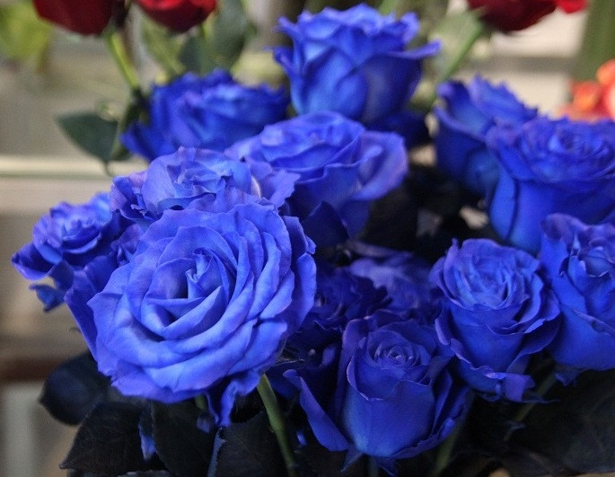Những bông hồng xanh Blue được tung ra thị trường trong mùa Valentine 2019, với giá dao động từ 150.000 - 250.000 đồng/cành. Để mua được bó hoa lạ này, cũng phải là người giàu có, chịu chi. Ảnh: Tintucvietnam.