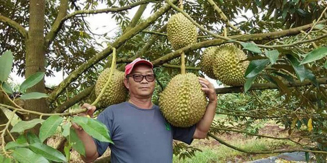 Năm 2018, một doanh nhân Trung Quốc đã trả giá cho quả sầu riêng của ông Thanapon Chainok (phía tây tỉnh Tak, Thái Lan) lên tới 73.000 baht (hơn 50 triệu đồng). Ảnh: Facebook.