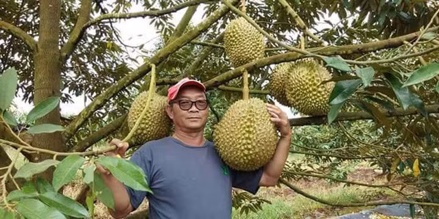 Năm 2018, một doanh nhân Trung Quốc đã trả giá cho quả sầu riêng của ông Thanapon Chainok (phía tây tỉnh Tak, Thái Lan) lên tới 73.000 baht (hơn 50 triệu đồng). Ảnh: Facebook.