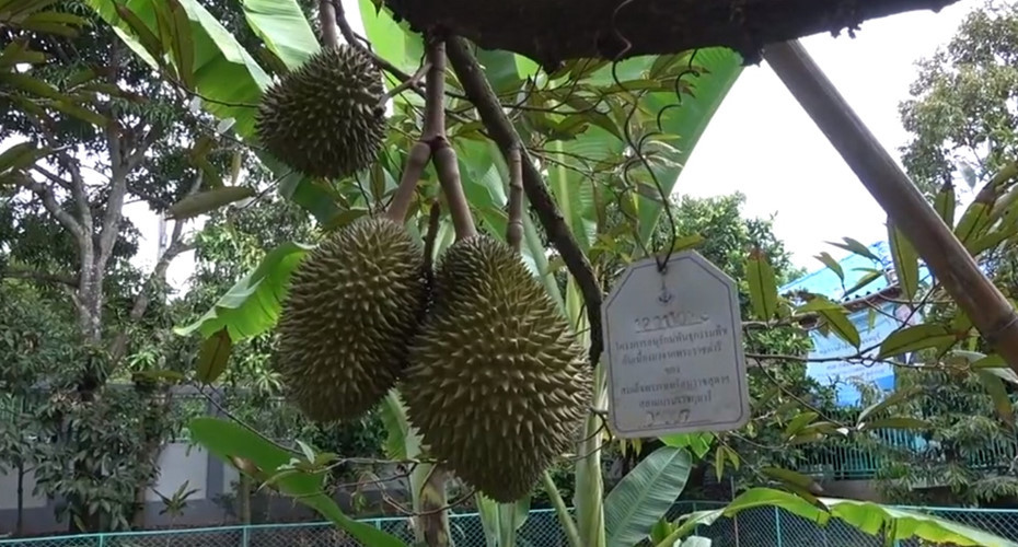 Đây vốn là giống sầu riêng đắt nhất trên thế giới, được trồng ở trang trại Pa Toi Lung Mu (Nonthaburi, Thái Lan). Ảnh: News.