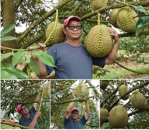 Quả sầu riêng này nặng 18kg, gấp 3 lần so với sầu riêng thông thường. Nó thuộc một trong 2.000 cây sầu riêng giống Monthong của ông Chainok. Ảnh: Facebook.