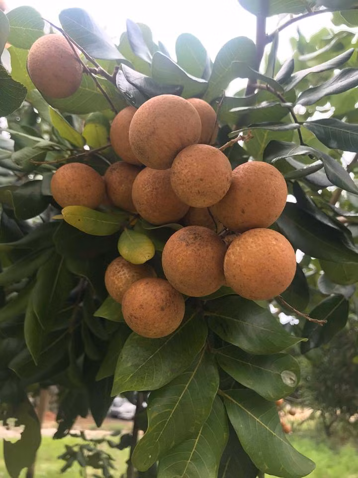 Đây là loại nhãn đặc sản được trồng ở Bà Rịa - Vũng Tàu. Tuy nhiên, giống nhãn rất khó trồng nên số lượng còn hạn chế. Ảnh: Thương Trường.