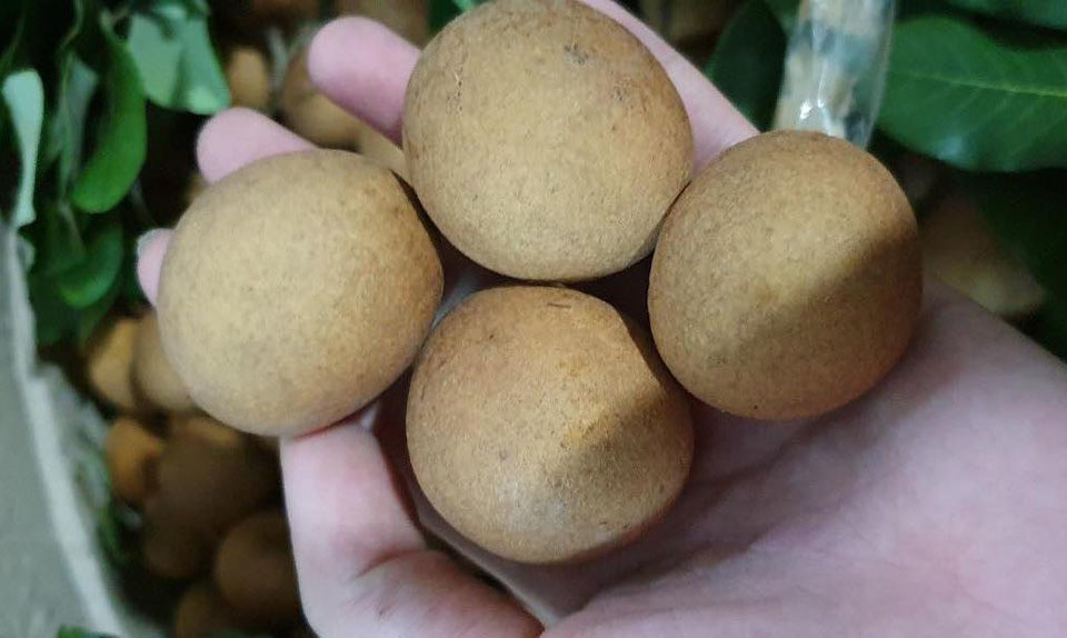 Trong số đó có loại nhãn độc đáo mang tên nhãn bắp cải được nhiều khách hàng ráo riết lùng mua dù giá lên tới 150.000-200.000 đồng/kg. Ảnh: Vietnamnet.