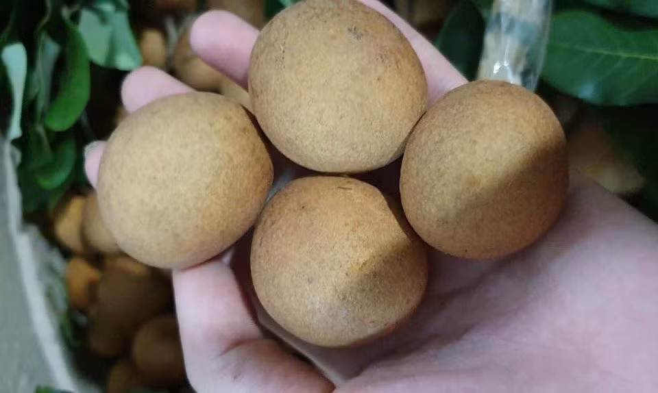 Trong số đó có loại nhãn độc đáo mang tên nhãn bắp cải được nhiều khách hàng ráo riết lùng mua dù giá lên tới 150.000-200.000 đồng/kg. Ảnh: Vietnamnet.