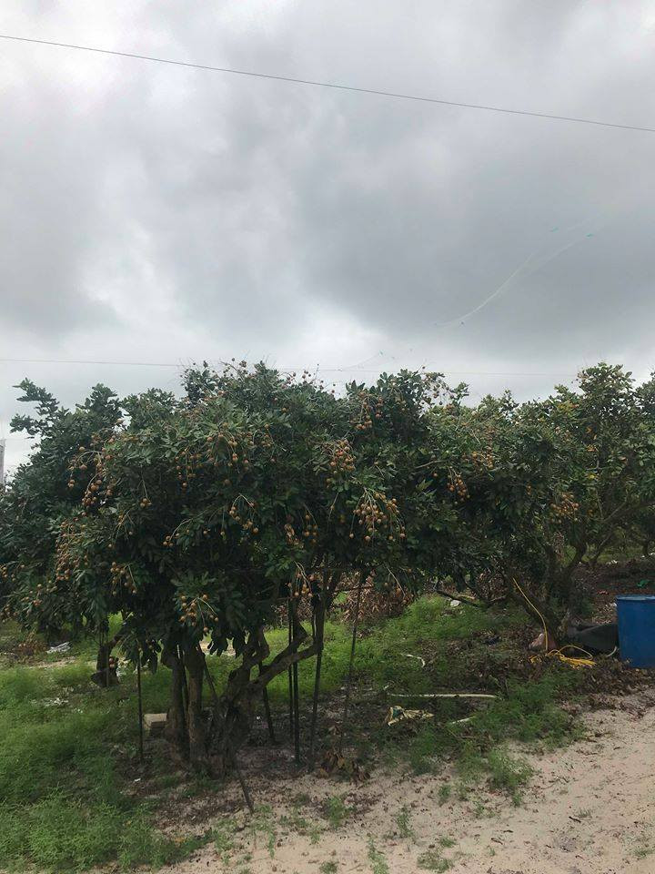 Nhãn bắp cải có ưu điểm ngọt tự nhiên, hình dáng to và trong hơn các nhãn khác. Bên trong lớp vỏ mỏng là phần cơm vàng nhạt, dày dặn và thơm lừng. Ảnh: Thương Trường.