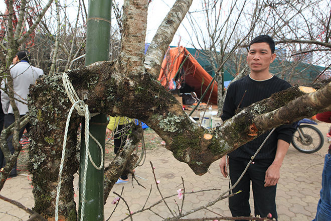 Đào rừng tuổi đời hàng chục năm, xù xì, rêu xanh có giá bán từ 2-10 triệu đồng/cây. Ảnh: Dân Việt.