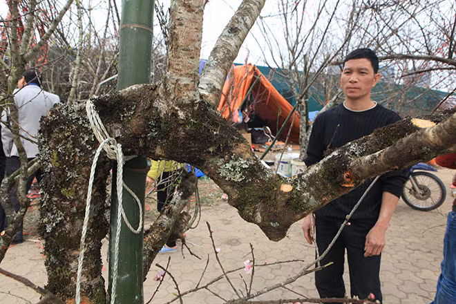 Đào rừng tuổi đời hàng chục năm, xù xì, rêu xanh có giá bán từ 2-10 triệu đồng/cây. Ảnh: Dân Việt.