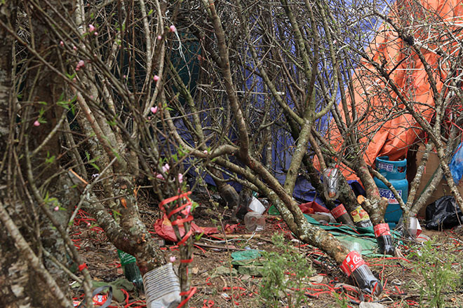 Đào rừng Tây Bắc được khách hàng quan tâm, chọn chơi vì mang vẻ đẹp khác lạ so với đào cành, đào thế truyền thống của vùng đồng bằng. Ảnh: Dân Việt.