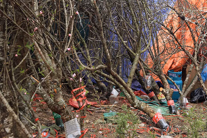 Đào rừng Tây Bắc được khách hàng quan tâm, chọn chơi vì mang vẻ đẹp khác lạ so với đào cành, đào thế truyền thống của vùng đồng bằng. Ảnh: Dân Việt.