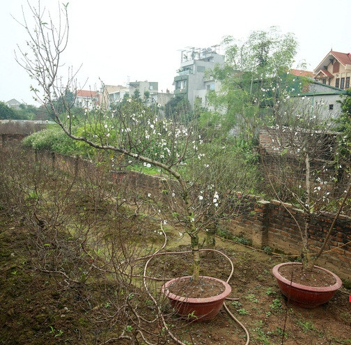 Khó trồng và chăm sóc, lại hiếm nở hoa đúng dịp Tết nên bạch đào có giá trị cao hơn hẳn các loại đào thông thường. Ảnh: Tổ quốc.