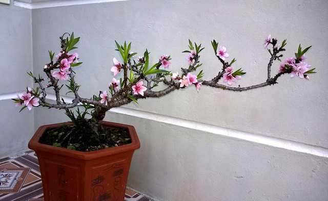 Đào thất thốn hay còn gọi đào Tiến vua cũng được dân chơi đào săn lùng dịp Tết Nguyên đán năm nay. Ảnh: Vietnamnet.