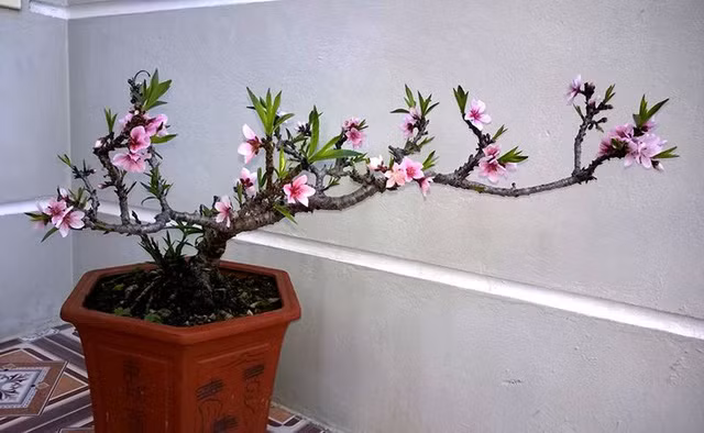 Đào thất thốn hay còn gọi đào Tiến vua cũng được dân chơi đào săn lùng dịp Tết Nguyên đán năm nay. Ảnh: Vietnamnet.