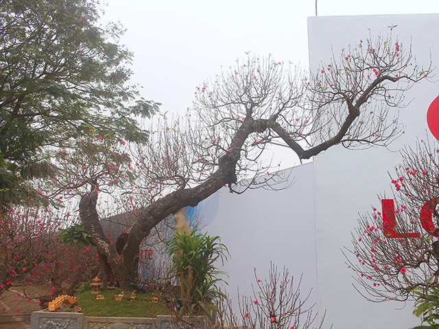 Theo chủ vườn, gốc đào có tuổi thọ từ 50 đến gần trăm năm, giá bán lên tới hơn 100 triệu đồng. Ảnh: Dân Việt.